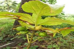 Tacca leontopetaloides